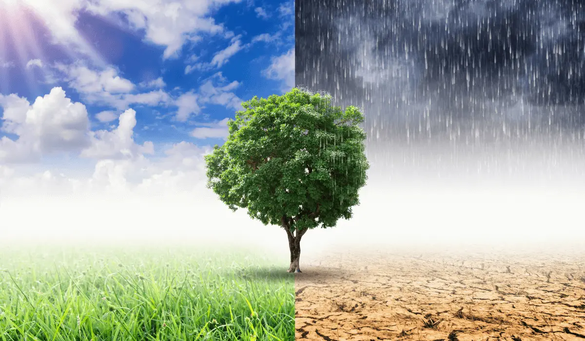 How Climate Change is Shaping the Future of Environmental Consulting