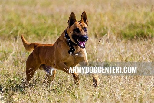 Significance of Military Canine Training Army dog Centers