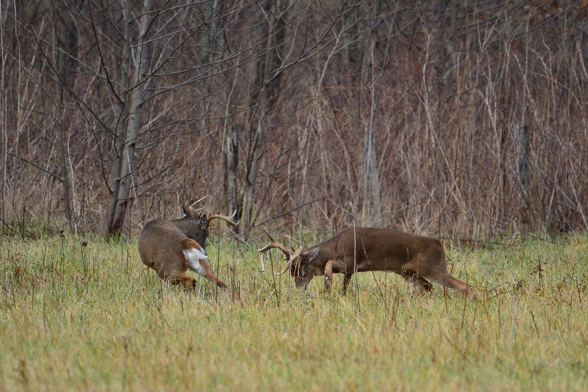 High fence whitetail hunts